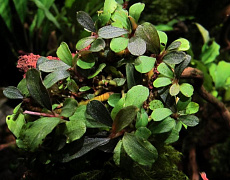 Растение Буцефаландра Green Chapter (в горшке)